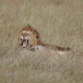  The Serengeti, TZ
